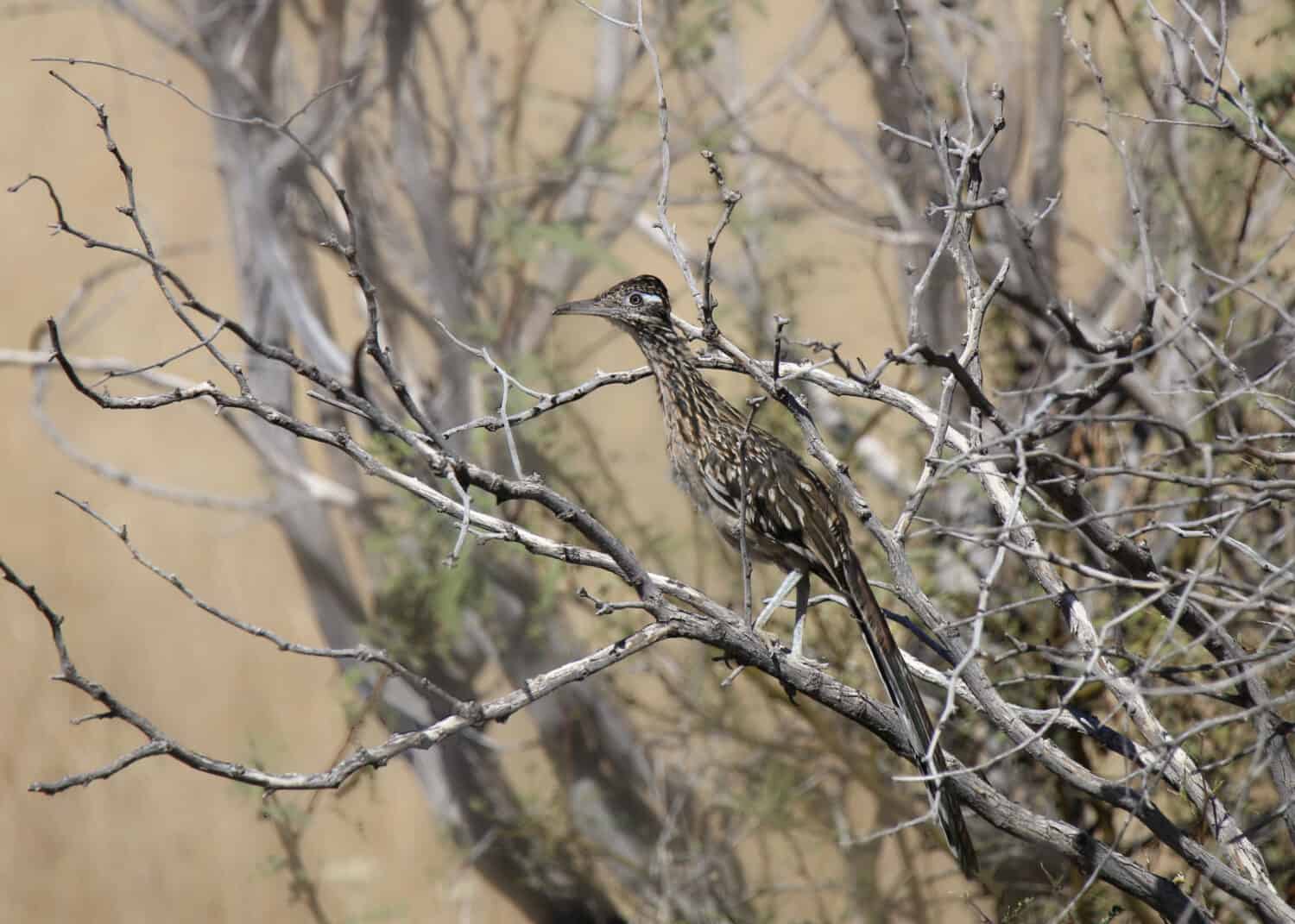 Greater Roadrunner (geococcyx californianus) appollaiato su un albero