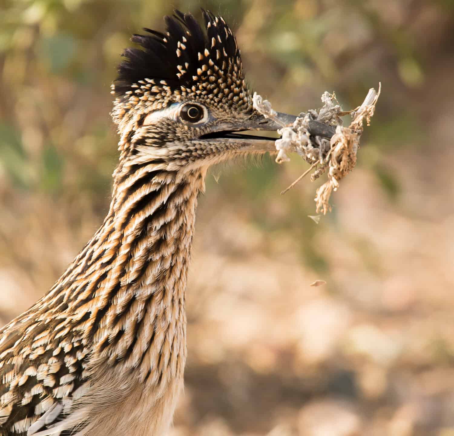 colpo di testa di un grande roadrunner con materiale di nidificazione al Veteran's Oasis Park di Chandler, in Arizona.