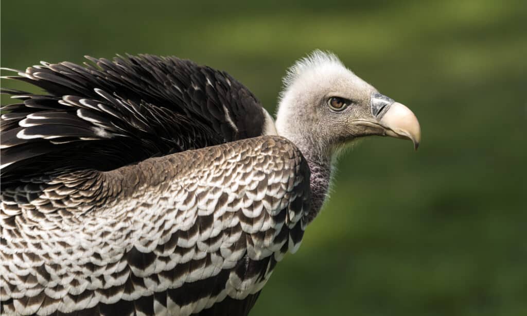 Primo piano dell'avvoltoio di Ruppells Griffon