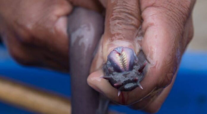 Animali che hanno più cuori: Hagfish