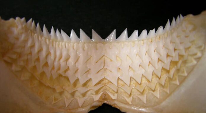 Scheletro della mascella dello squalo Kitefin