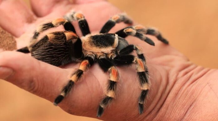 tarantola da compagnia su una mano umana