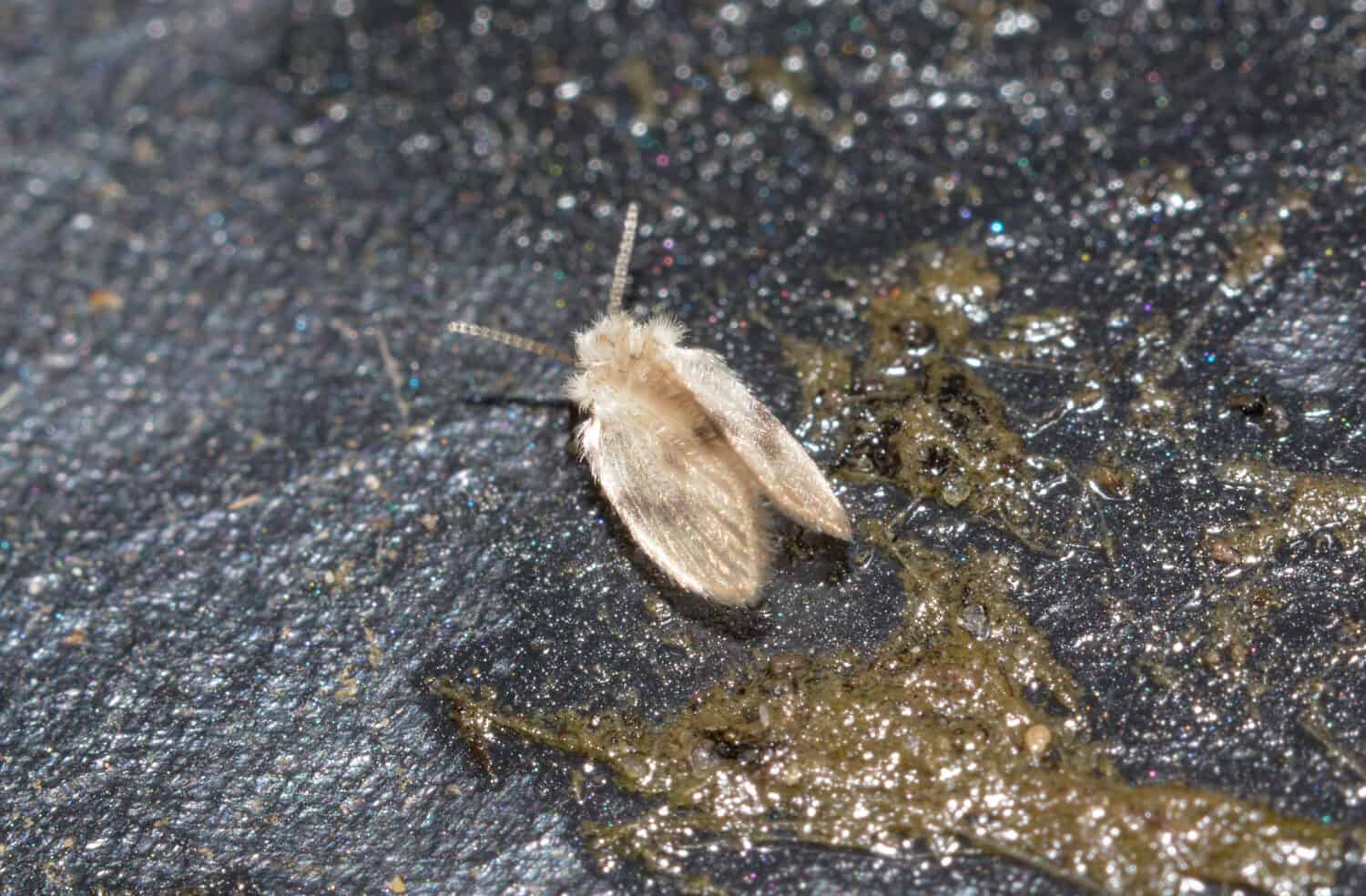 Una mosca di scarico, Psychodidae, che vive sotto un cestino da giardino nel Regno Unito a gennaio.  Questi sono veri insetti, ditteri e sono considerati parassiti intorno ai sanitari poiché le loro larve si nutrono della melma.