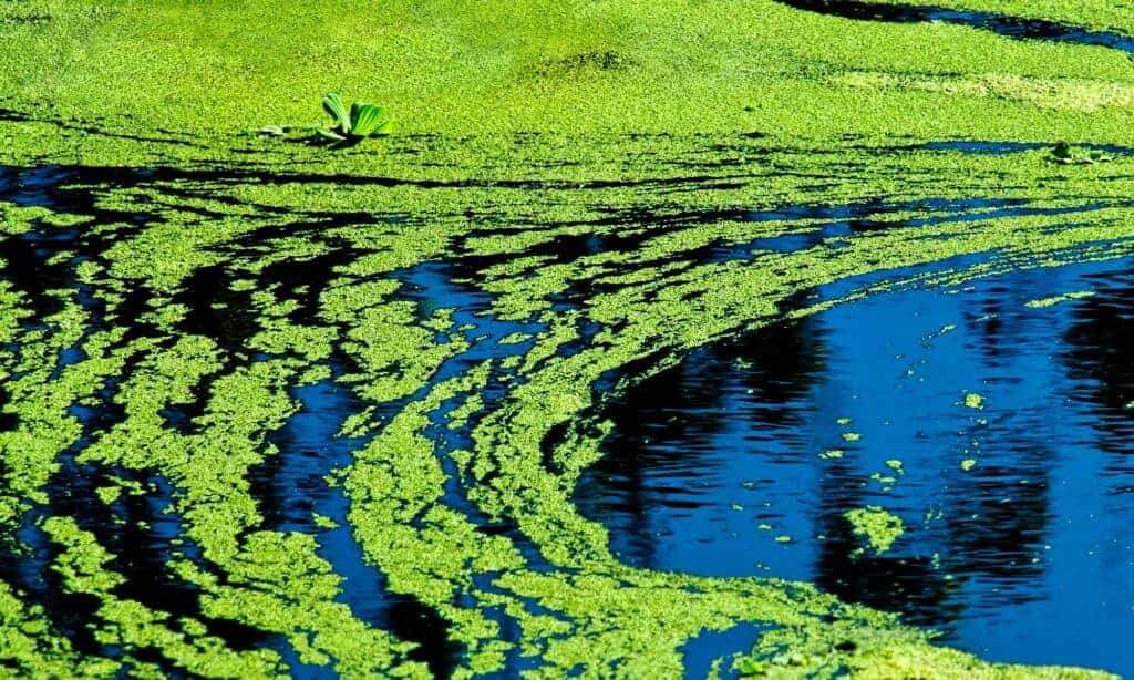 Oscillatoria tenuis, Alghe, Cianobatterio, Velenoso, Lago