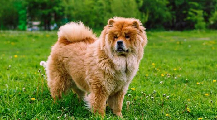 Chow chow