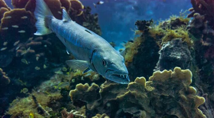 Grande barracuda che mostra i suoi denti.