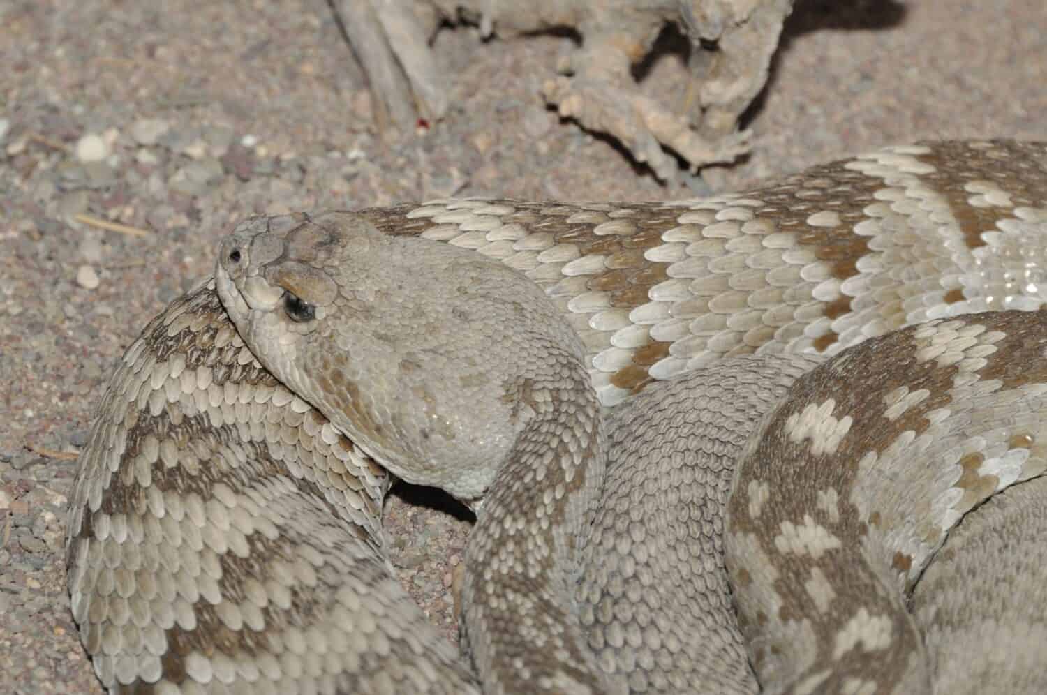 Serpente a sonagli dalla coda nera dal deserto di Chihuahuan di Coahuila, in Messico