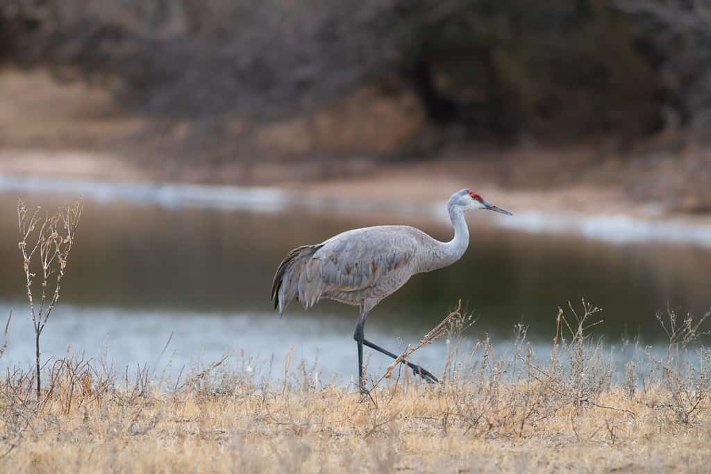 Una gru Sandhill solitaria vicino al fiume Platte nel Nebraska durante la migrazione primaverile.