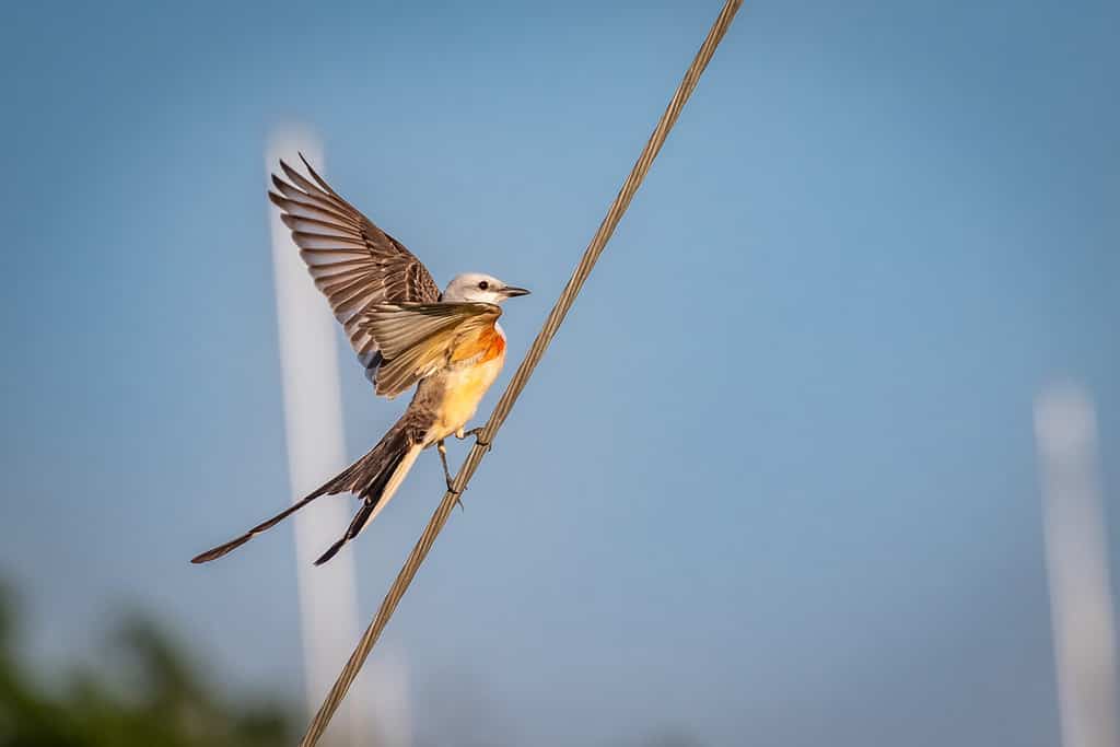 Pigliamosche dalla coda a forbice (Tyrannus forficatus) appollaiato su un filo