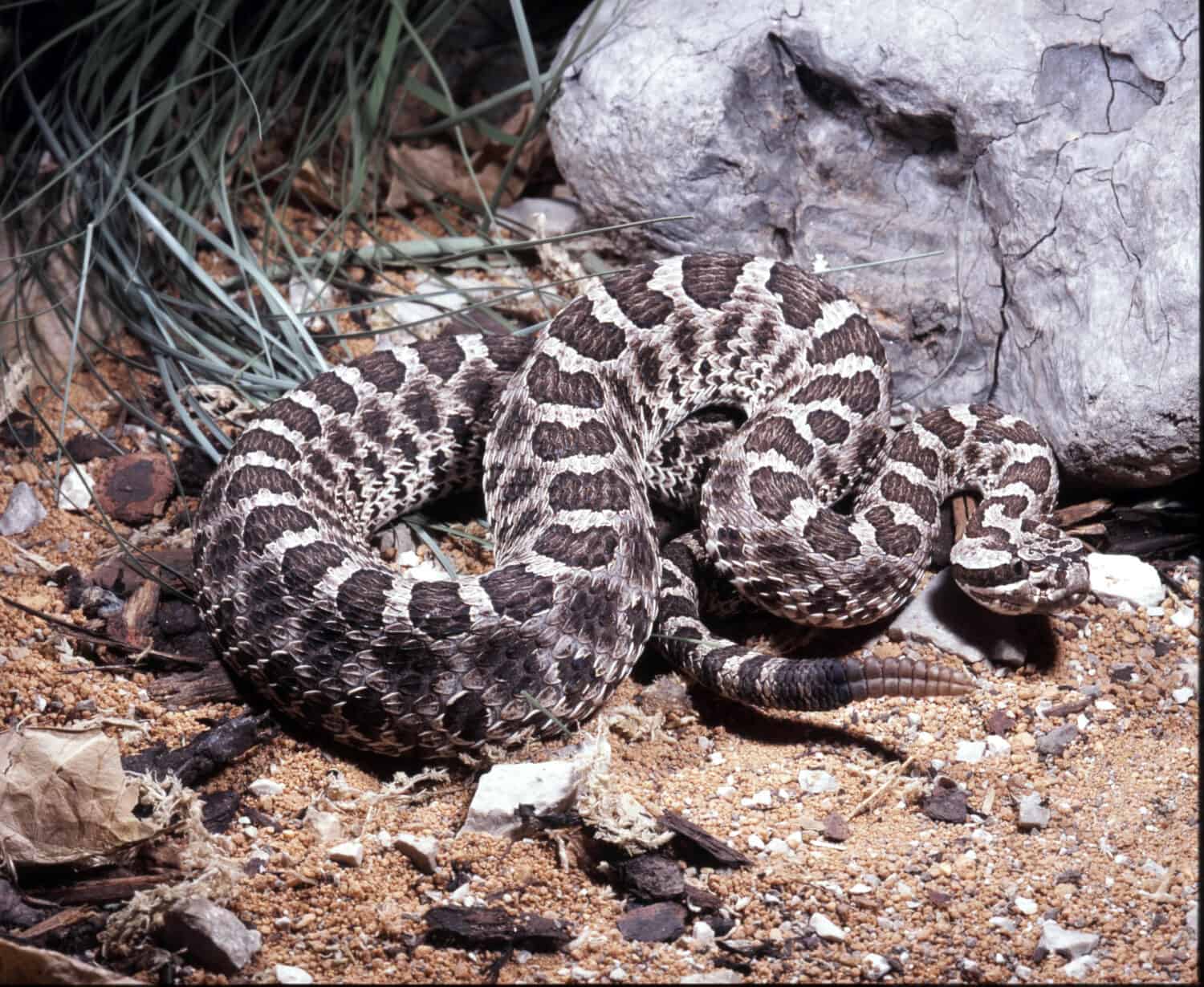 Una foto di un serpente Massasauga (Sistrurus catenatus), un piccolo serpente a sonagli velenoso.