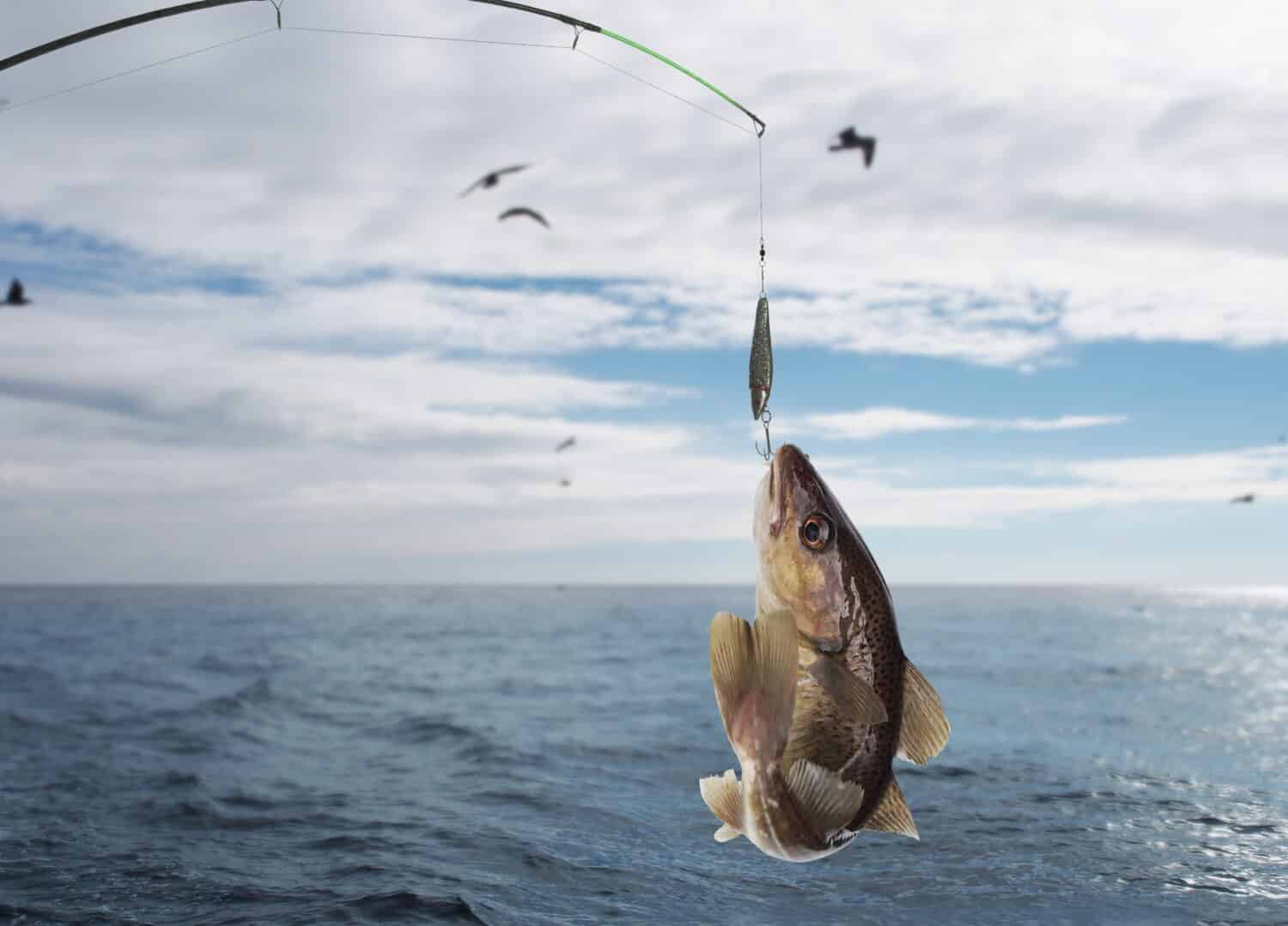   merluzzo sulla canna da pesca sullo sfondo del mare