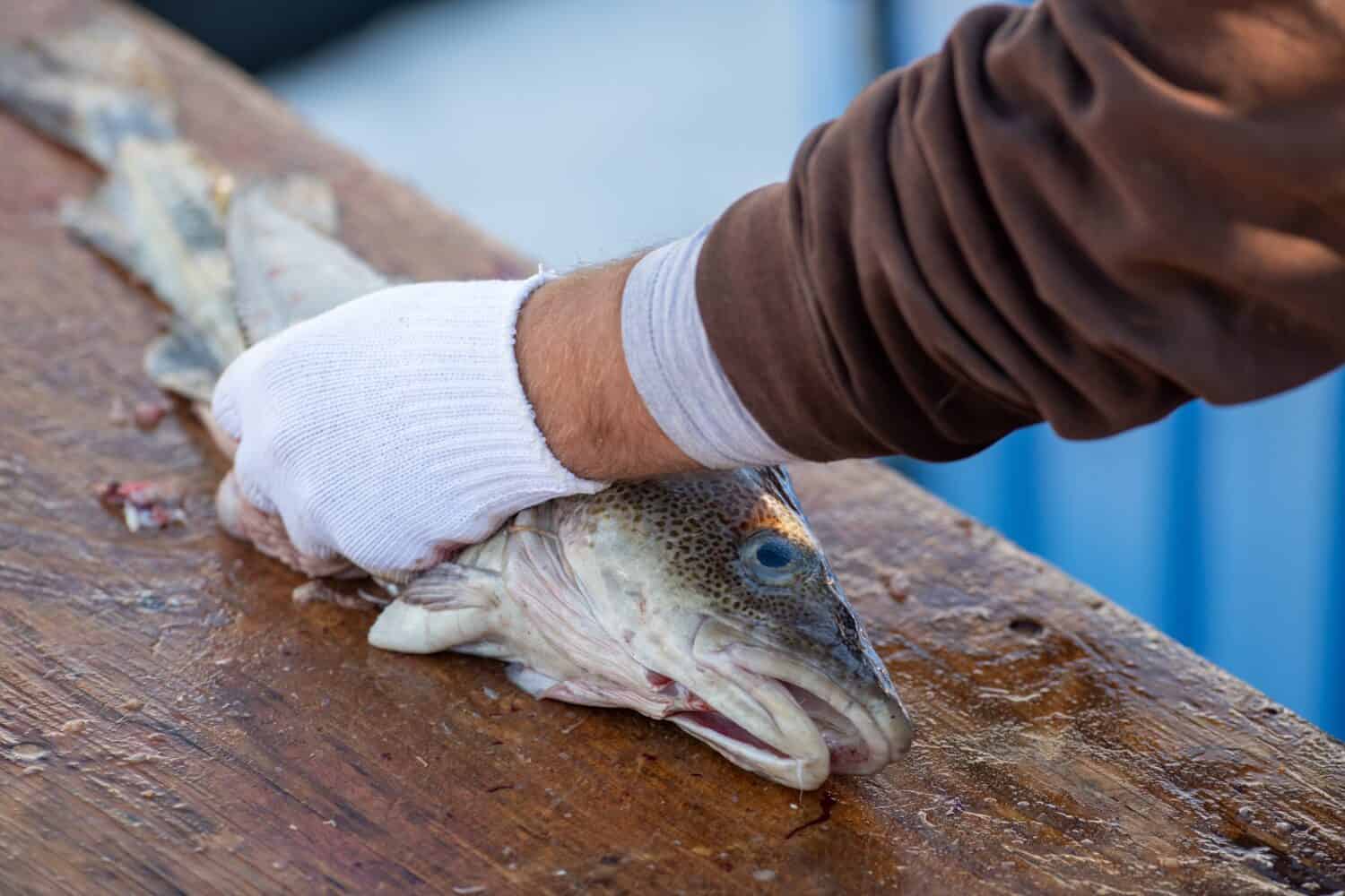 Merluzzo fresco dell'Oceano Atlantico che viene sfilettato e pulito su un tavolo da taglio a Terranova.  Lo chef prepara il pesce bianco per il mercato.  Filetto e lombi vengono tagliati dal pesce