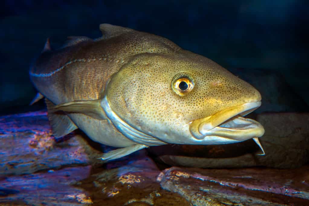 Grande merluzzo atlantico sott'acqua