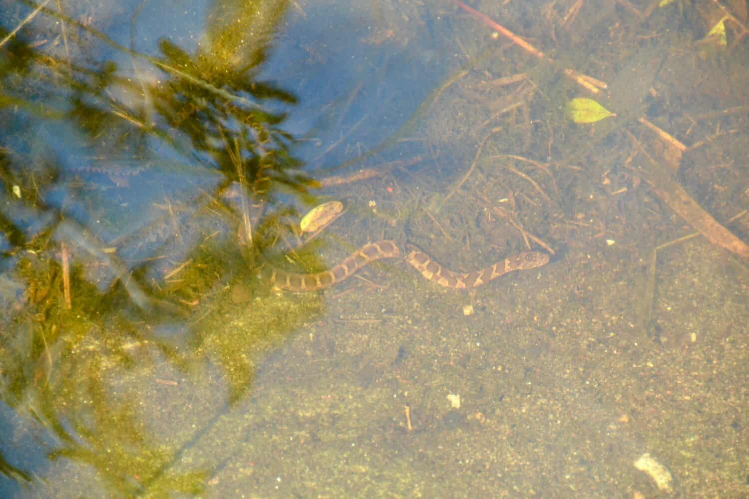 Serpente d'acqua settentrionale (Nerodia sipedon) che nuota sott'acqua lungo il sentiero escursionistico a Torrance Barrens durante l'estate
