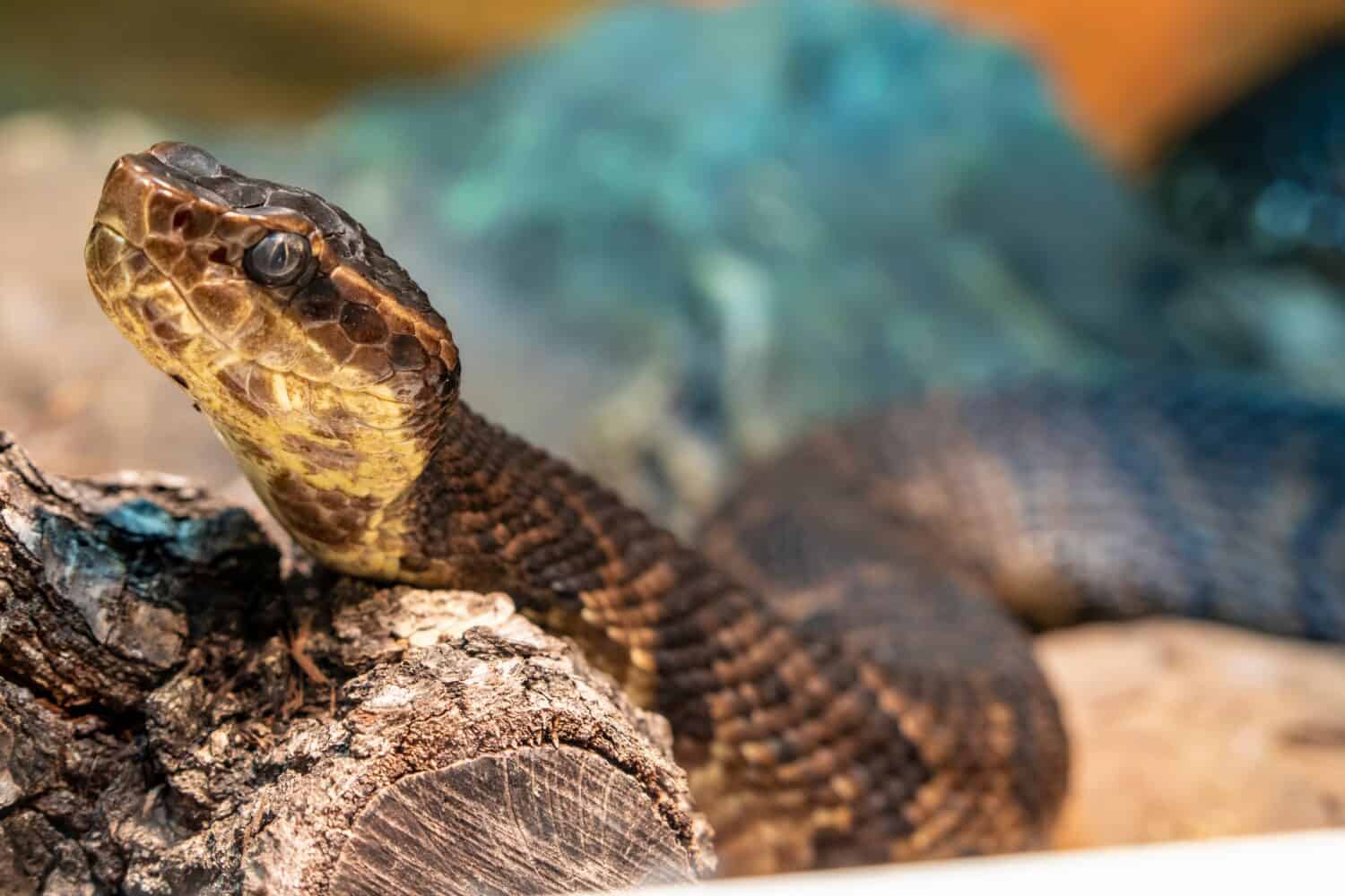 Il cottonmouth settentrionale (Agkistrodon piscivorus) è una delle poche vipere semiacquatiche al mondo ed è originario degli Stati Uniti sudorientali.  Gli individui possono mordere quando si sentono minacciati.