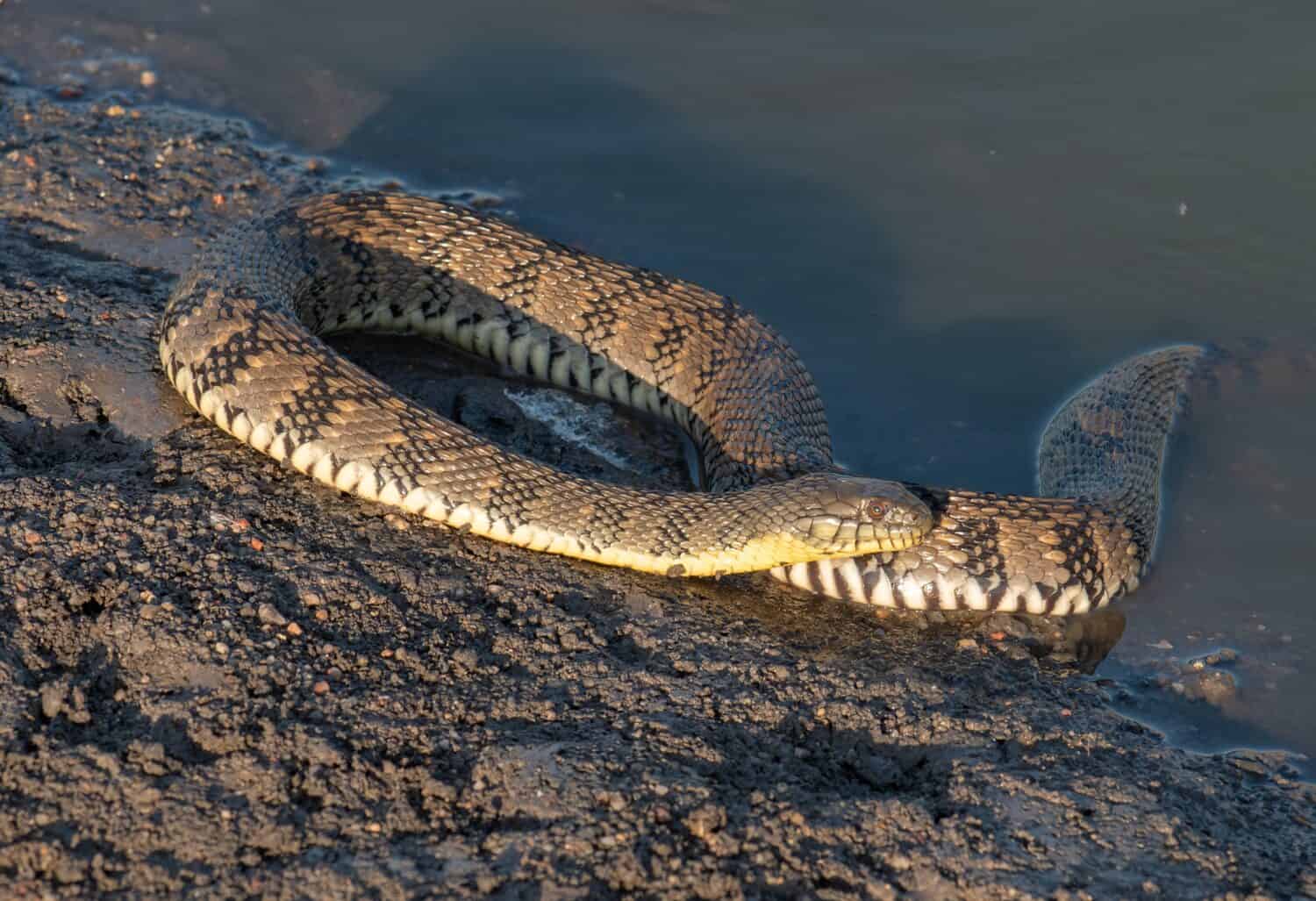 Un bellissimo serpente d'acqua Diamondback avvolto sulla riva di una zona umida del Kansas.