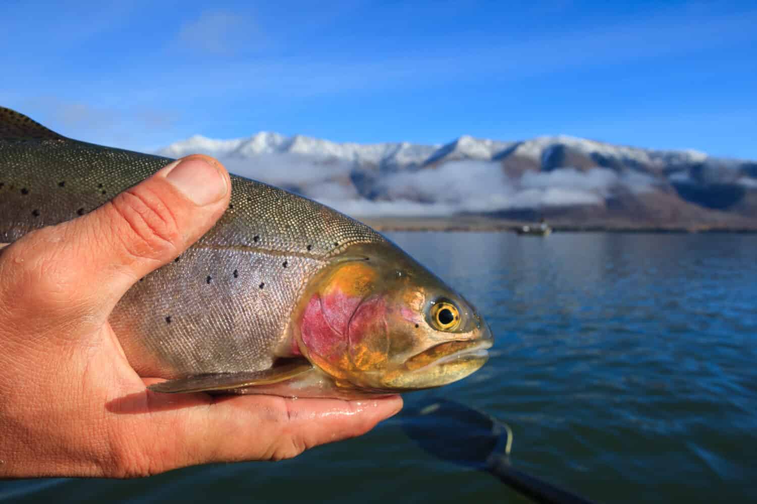 Rilasciare una trota al lago Idaho di Henry