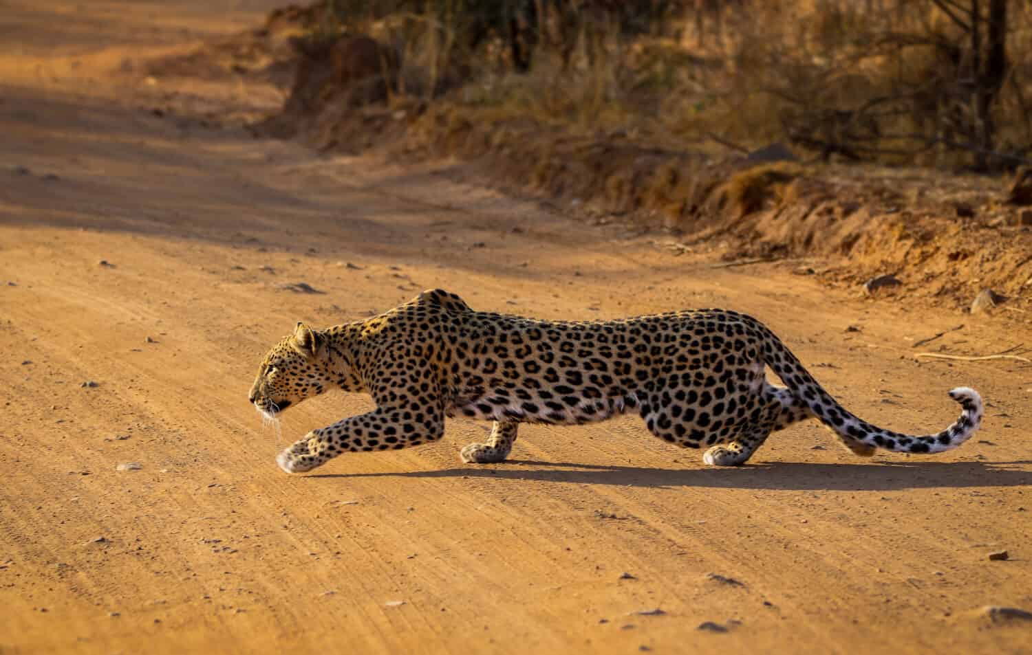 Leopardo che insegue un branco di gnu