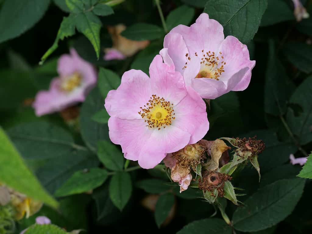 La rosa carolina, comunemente nota come rosa della Carolina, rosa da pascolo o rosa della prateria, è un arbusto della famiglia delle rose originario del Nord America orientale.