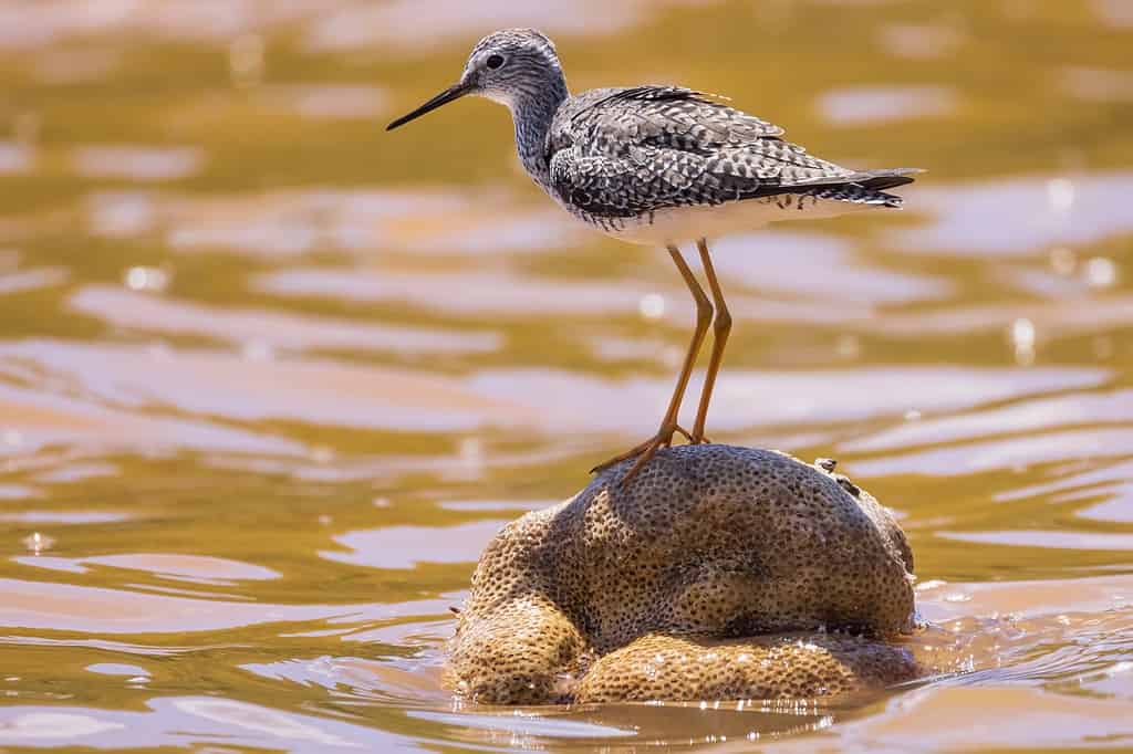 willet