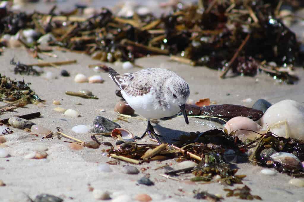 Sanderling