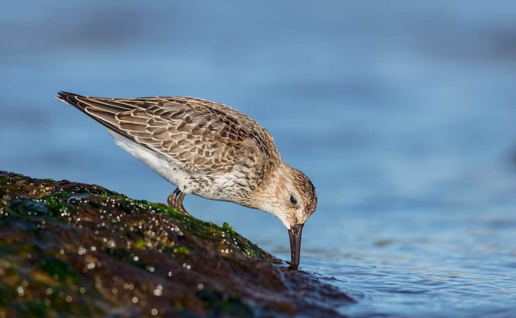 Dunlin - giovane uccello in riva al mare sulla via della migrazione autunnale