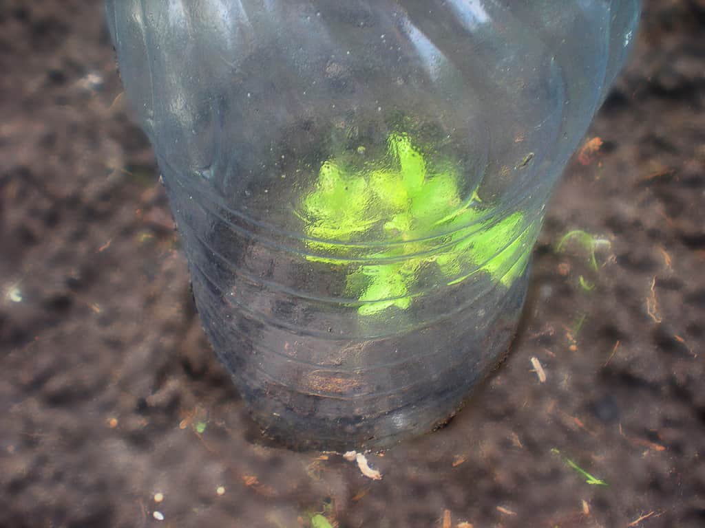 Le talee di rose sono radicate sotto una bottiglia di plastica da cinque litri.  Piantare rose sotto un riparo trasparente.  Talee di rose da riproduzione.  Fuga verde sotto copertura stock photo