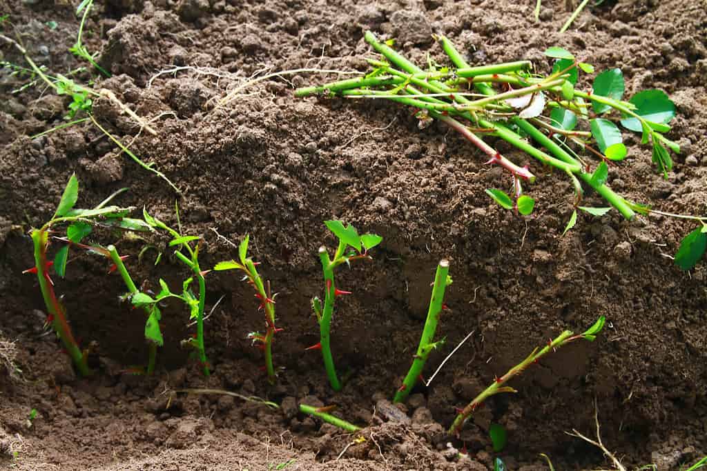 Tagliate dal cespuglio, le talee di rose vengono preparate per la semina nel terreno