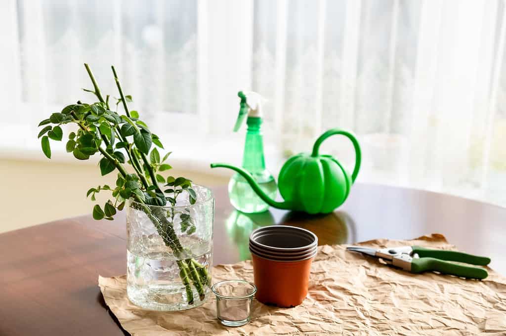 Nella stanza sul tavolo c'è un vaso in cui ci sono germogli di rose da giardino.  Nelle vicinanze ci sono attrezzi da giardino e una pentola.  Da una serie di foto sull'allevamento delle piante, le piantine e la propagazione delle piante.
