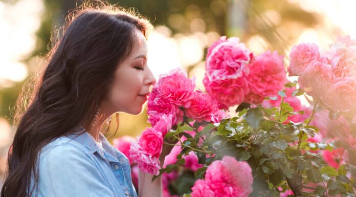 Annusare le rose rosa in giardino.
