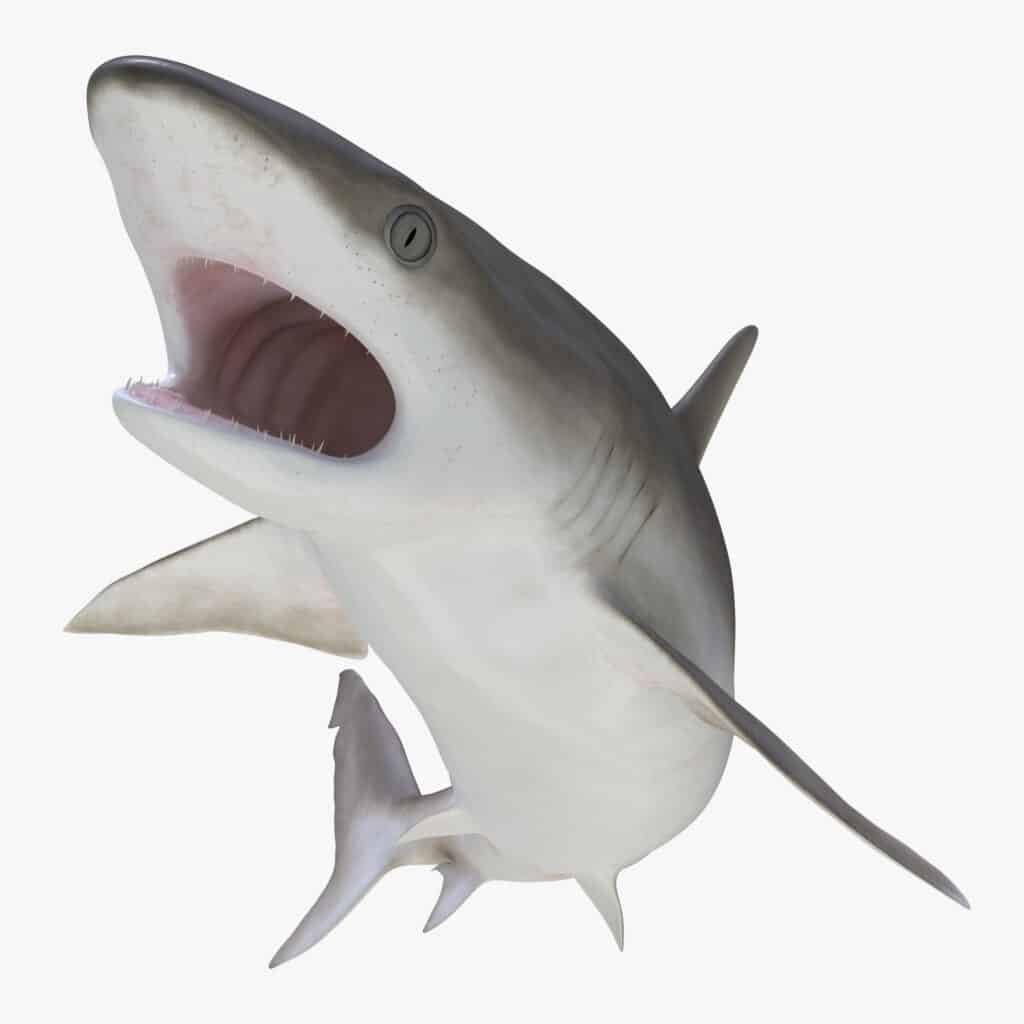 uno squalo dal naso nero maturo con la bocca spalancata