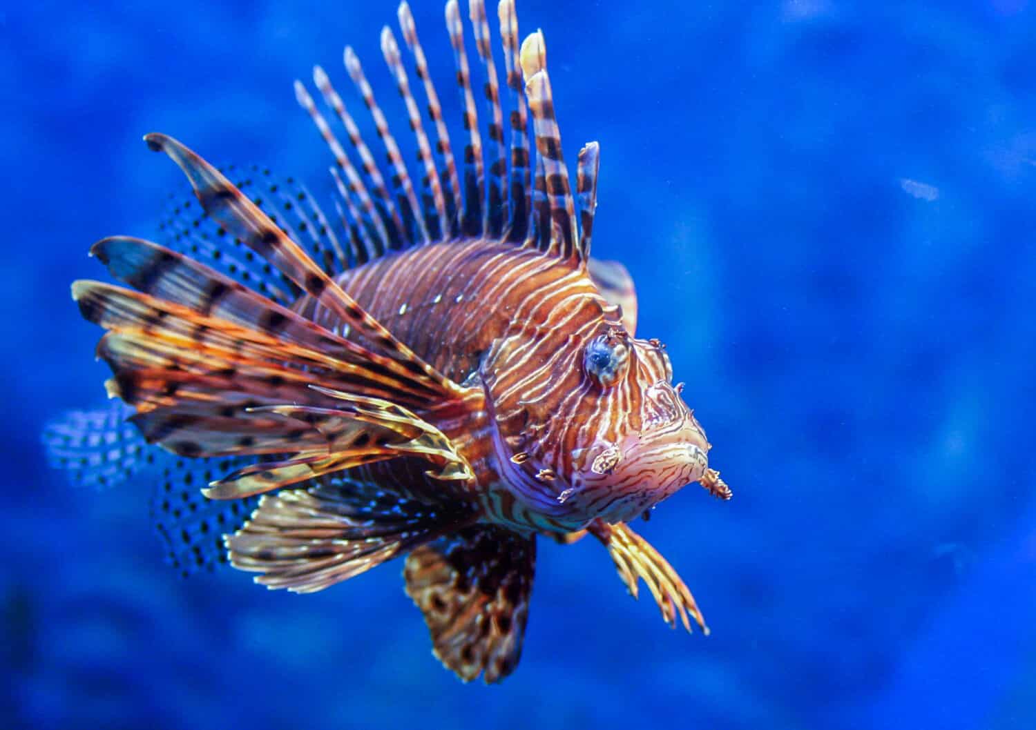 Pesce leone rosso - uno dei pericolosi pesci della barriera corallina.  Animali belli e pericolosi. 