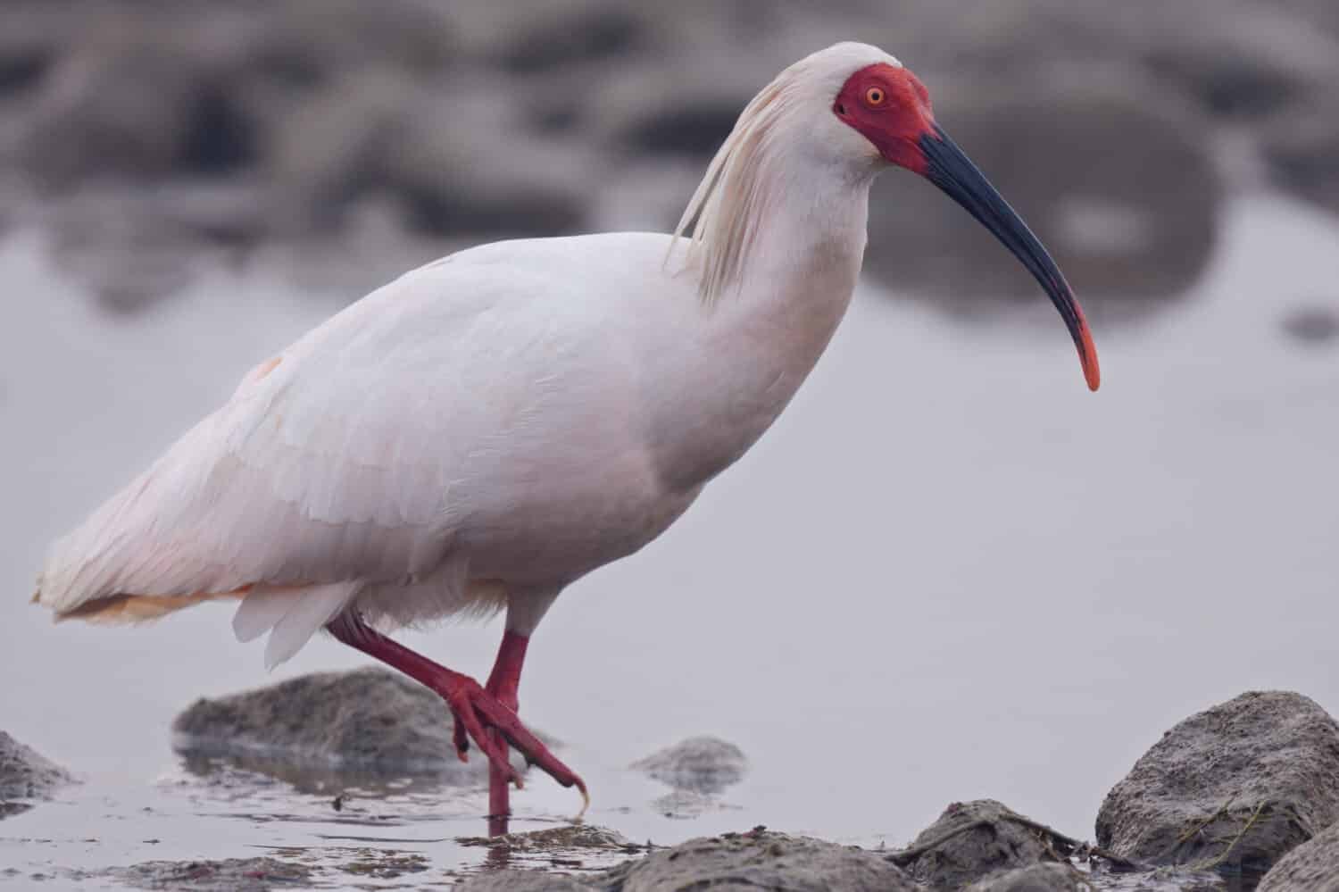 Ibis crestato in via di estinzione (Nipponia nippon) presso il fiume Han, Yangxian, provincia di Shaanxi, Cina.