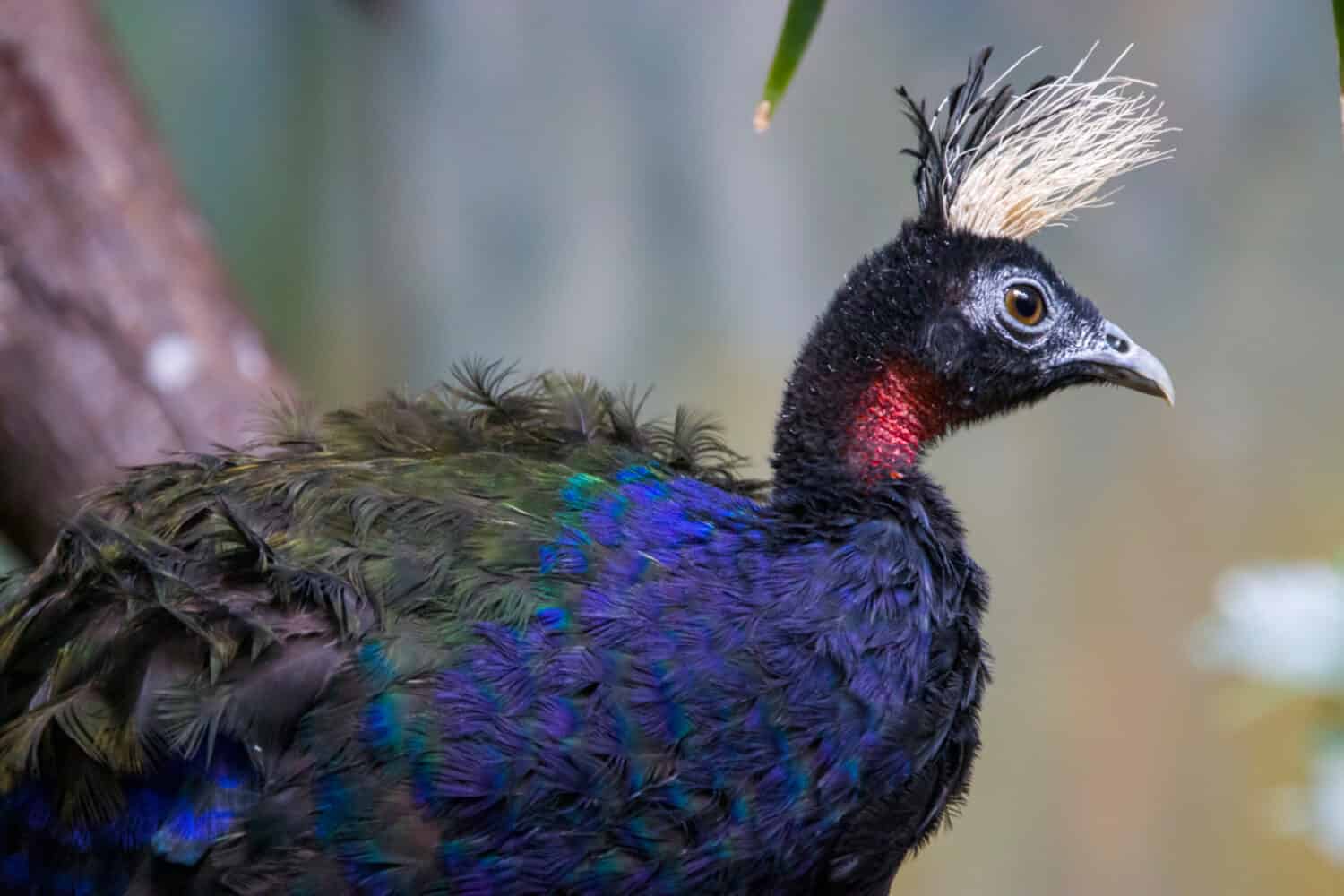 Un pavone maschio del Congo.  è una specie di pavone originaria del bacino del Congo, una delle tre specie esistenti di pavone. le piume del maschio sono tuttavia blu intenso con una sfumatura verde metallizzata e viola