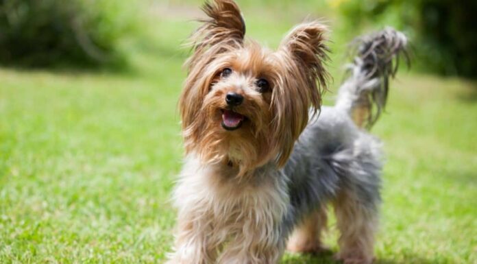 Yorkshire terrier che gioca nel parco sull'erba