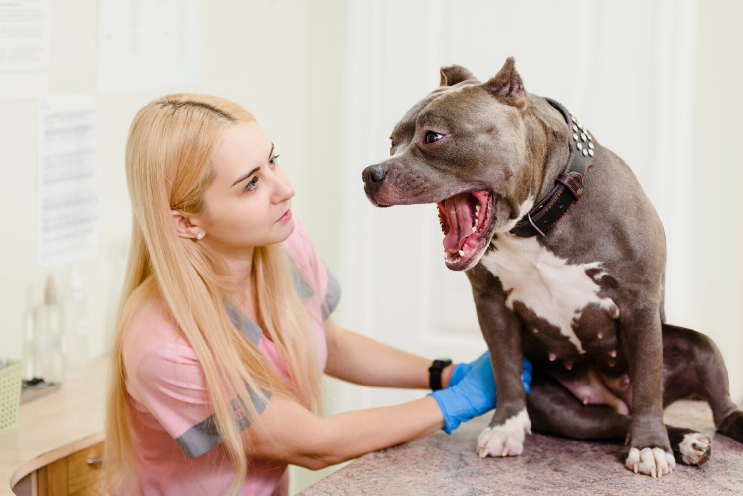 Pitbull d'esame del giovane medico veterinario femminile