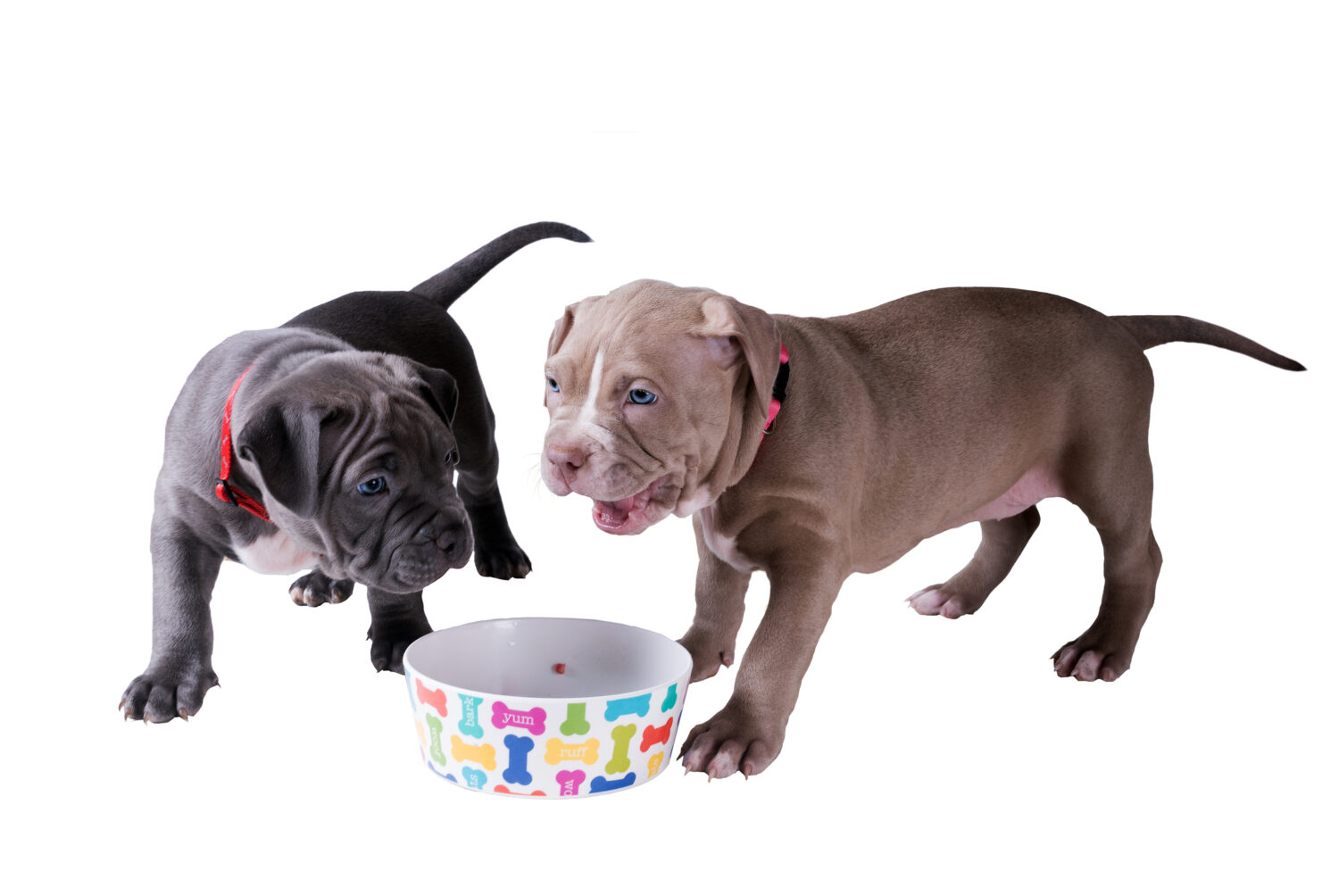 Due cuccioli di pitbull vicino a una ciotola vuota per mangiare.  Isolato su sfondo bianco