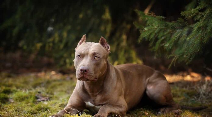 Prezzi Pit Bull nel 2023: costo di acquisto, fatture veterinarie e altro!
