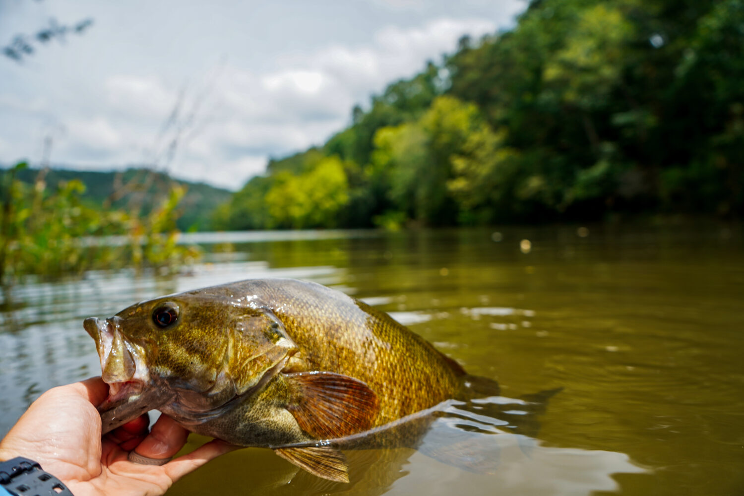 Basso a bocca piccola nel torrente Broken Bow Oklahoma. 