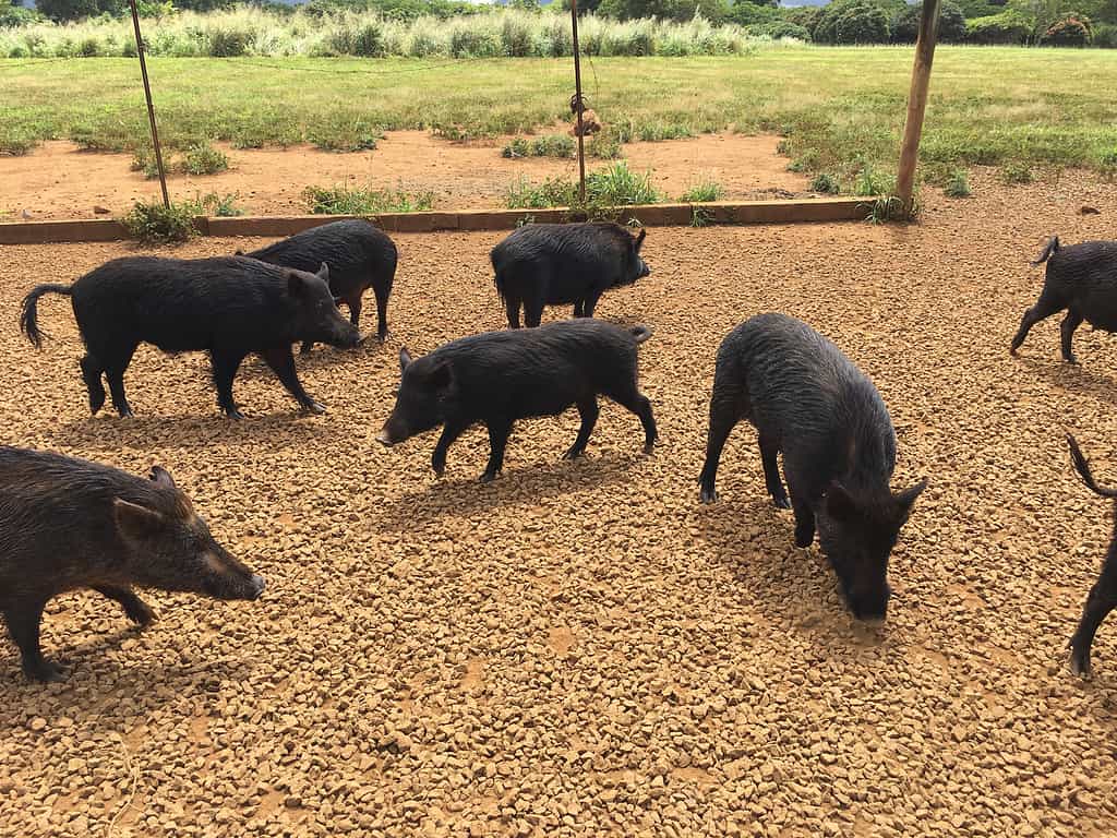 Mandria in cattività di maiali selvatici neri alle Hawaii