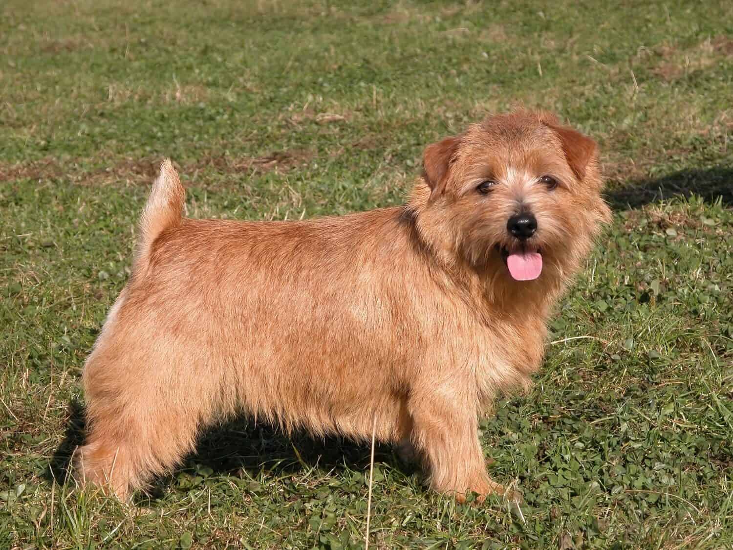       Carino piccolo cane Norfolk Terrier con coda ancorata      