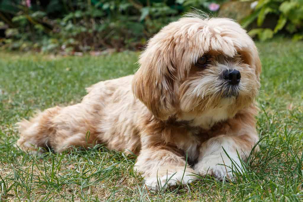Lhasa Apso cane sdraiato nell'erba di un giardino