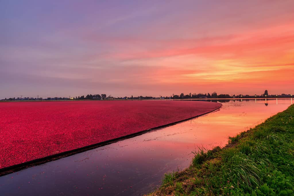 palude di mirtilli rossi dell'azienda agricola all'ora del tramonto