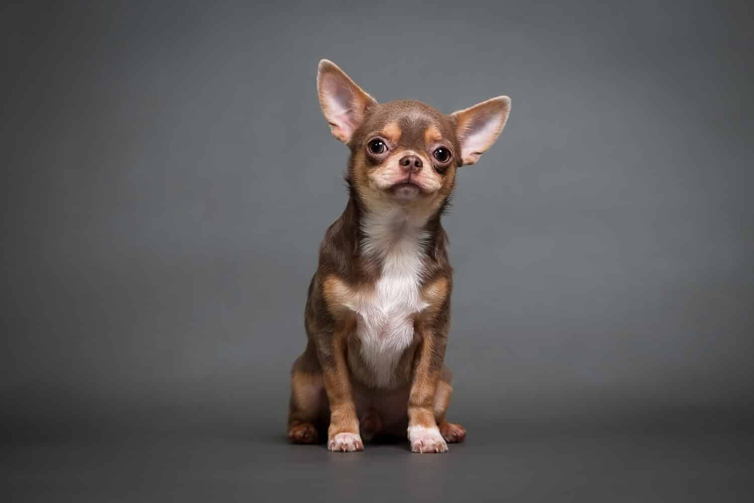 cucciolo di chihuahua su una foto di studio di sfondo grigio