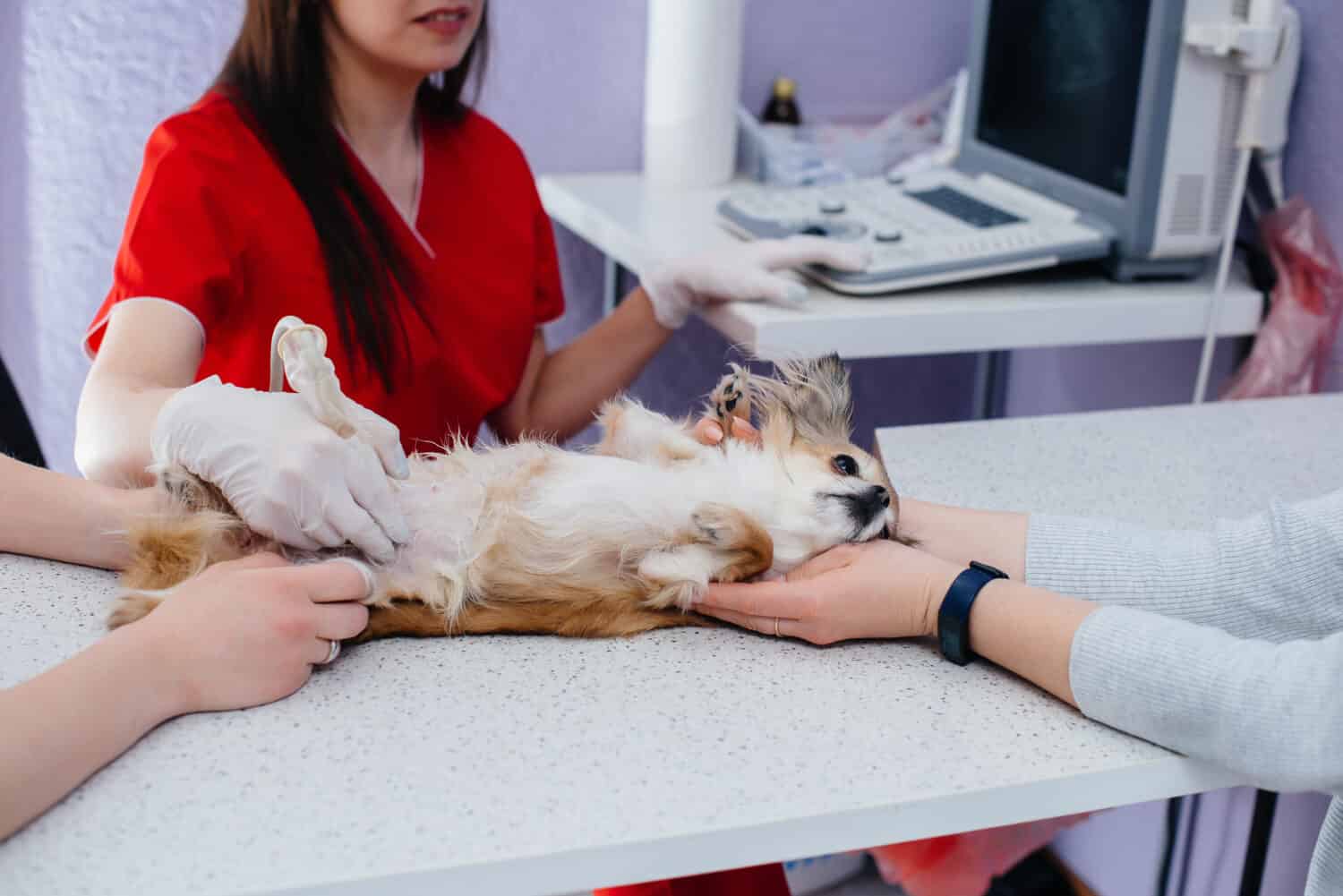 In una moderna clinica veterinaria, sul tavolo viene eseguita un'ecografia di un chihuahua di razza.  Clinica veterinaria