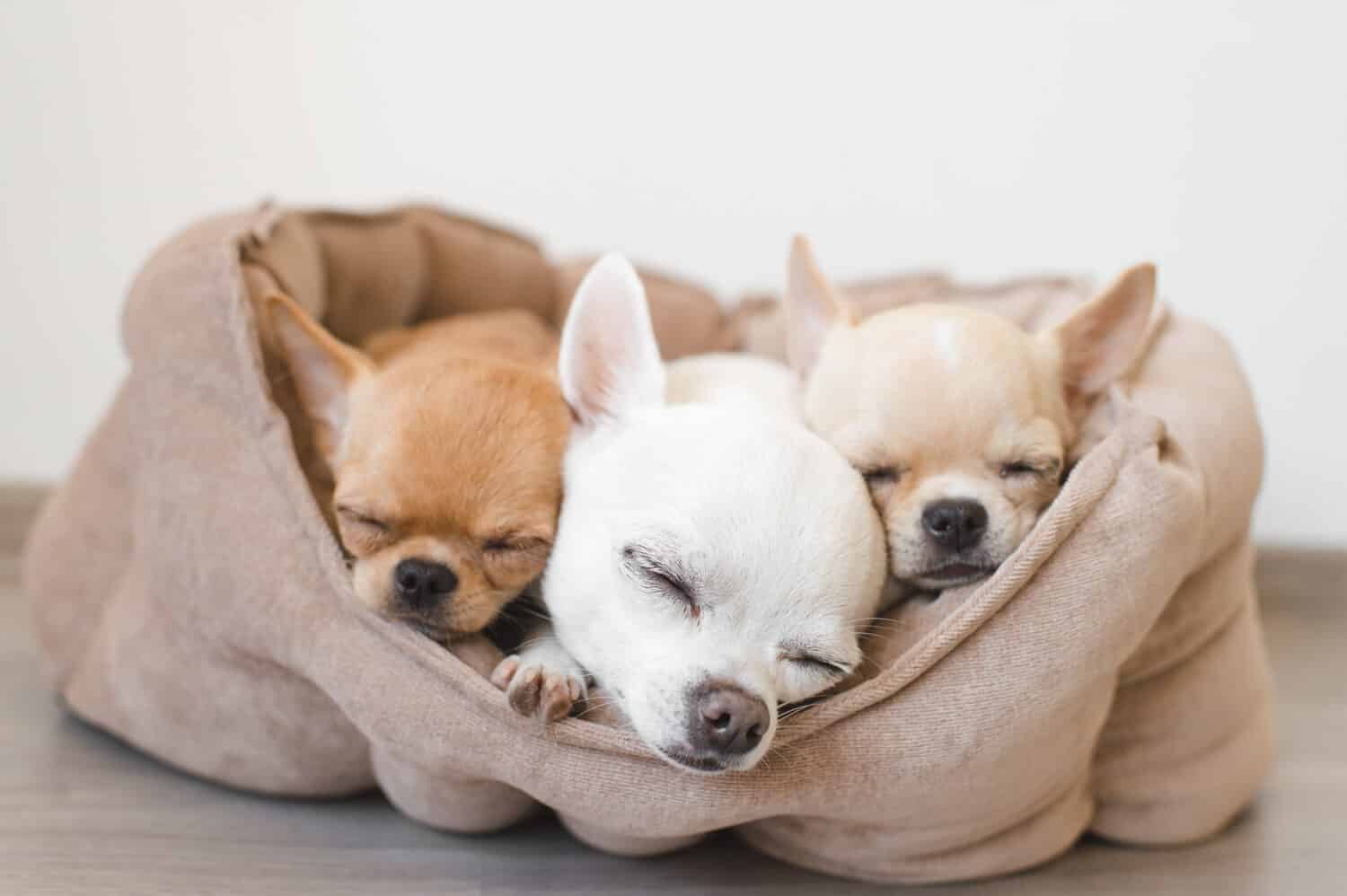 Primo piano di tre adorabili cuccioli di chihuahua di razza domestica di mammiferi amici sdraiati, rilassanti nel letto del cane.  Animali domestici che riposano, dormono insieme.  Ritratto patetico ed emotivo.  Orecchie, occhi e facce da cane