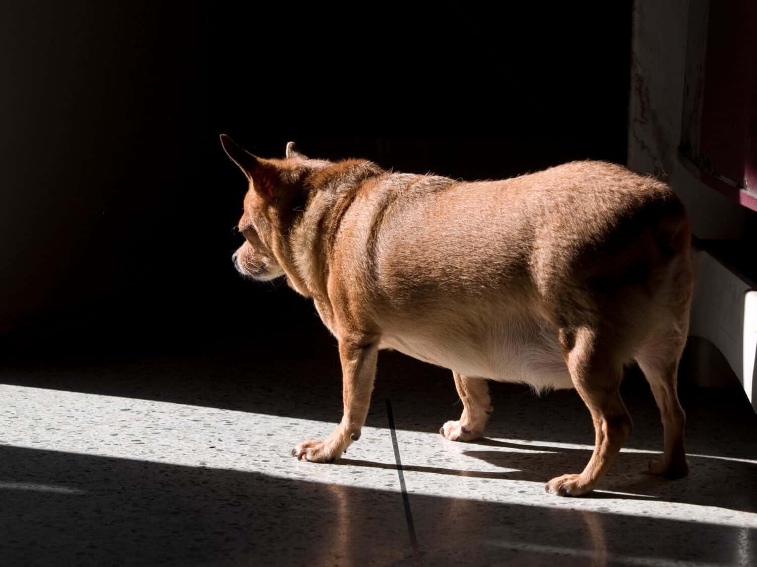 Grasso cane chihuahua incinta in piedi sul pavimento nella luce del mattino