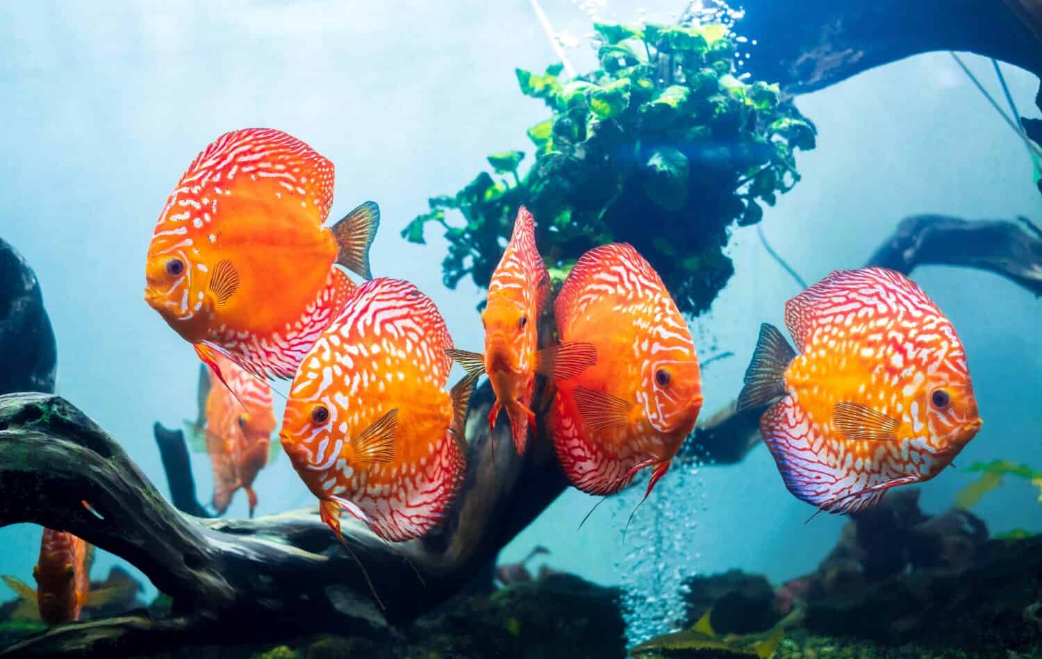 Un gruppo di discus colorati (pesce pompadour) nuota nella vasca dei pesci.  Symphysodon aequifasciatus è un ciclide americano originario del Rio delle Amazzoni, in Sud America, popolare come pesce d'acquario d'acqua dolce.