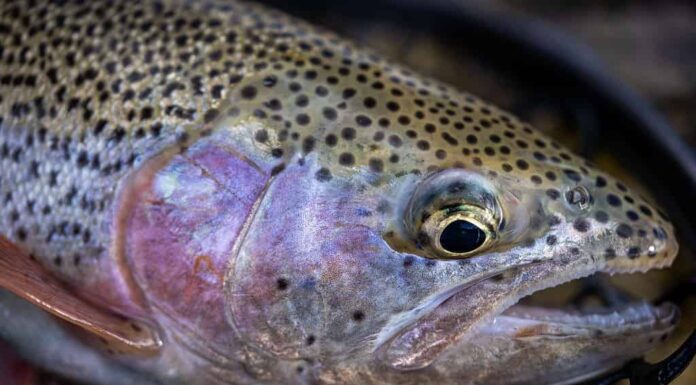 Un primo piano della trota spietata di Lahontan catturata nella rete