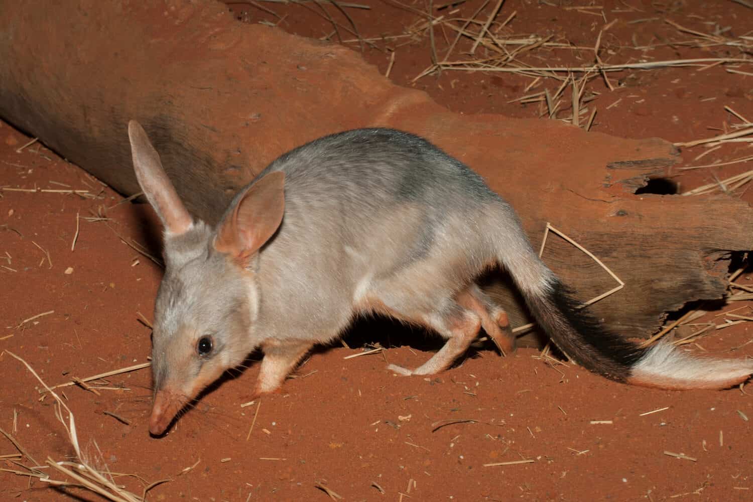 Captive Greater Bilby su terra rossa